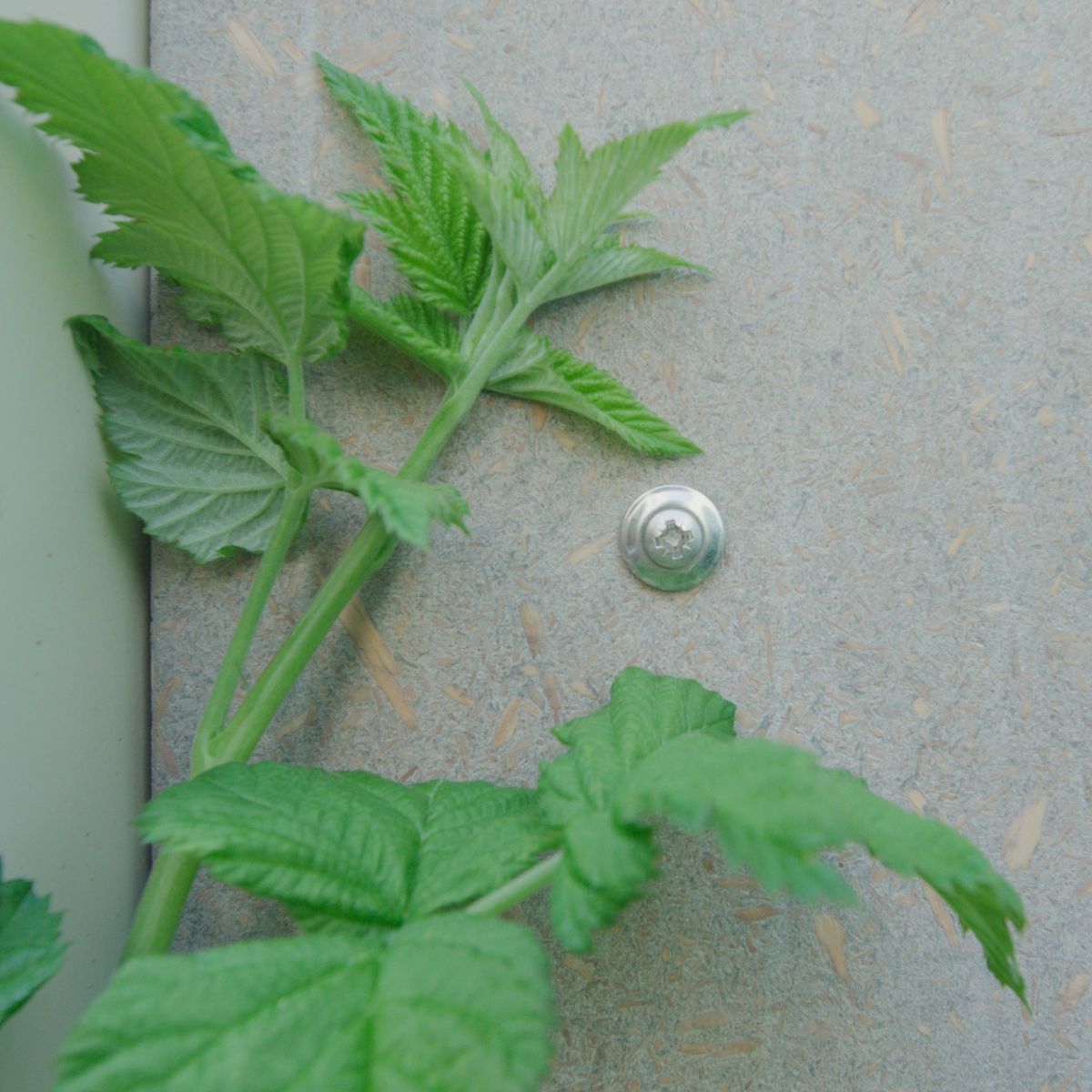 Viroc cement panel and fixing with a bramble leaf