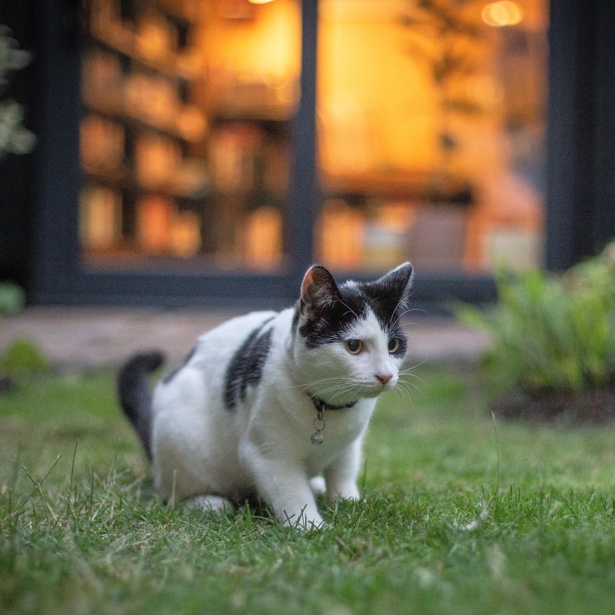 A black-and-white cat on the lawn in front of the lit garden office