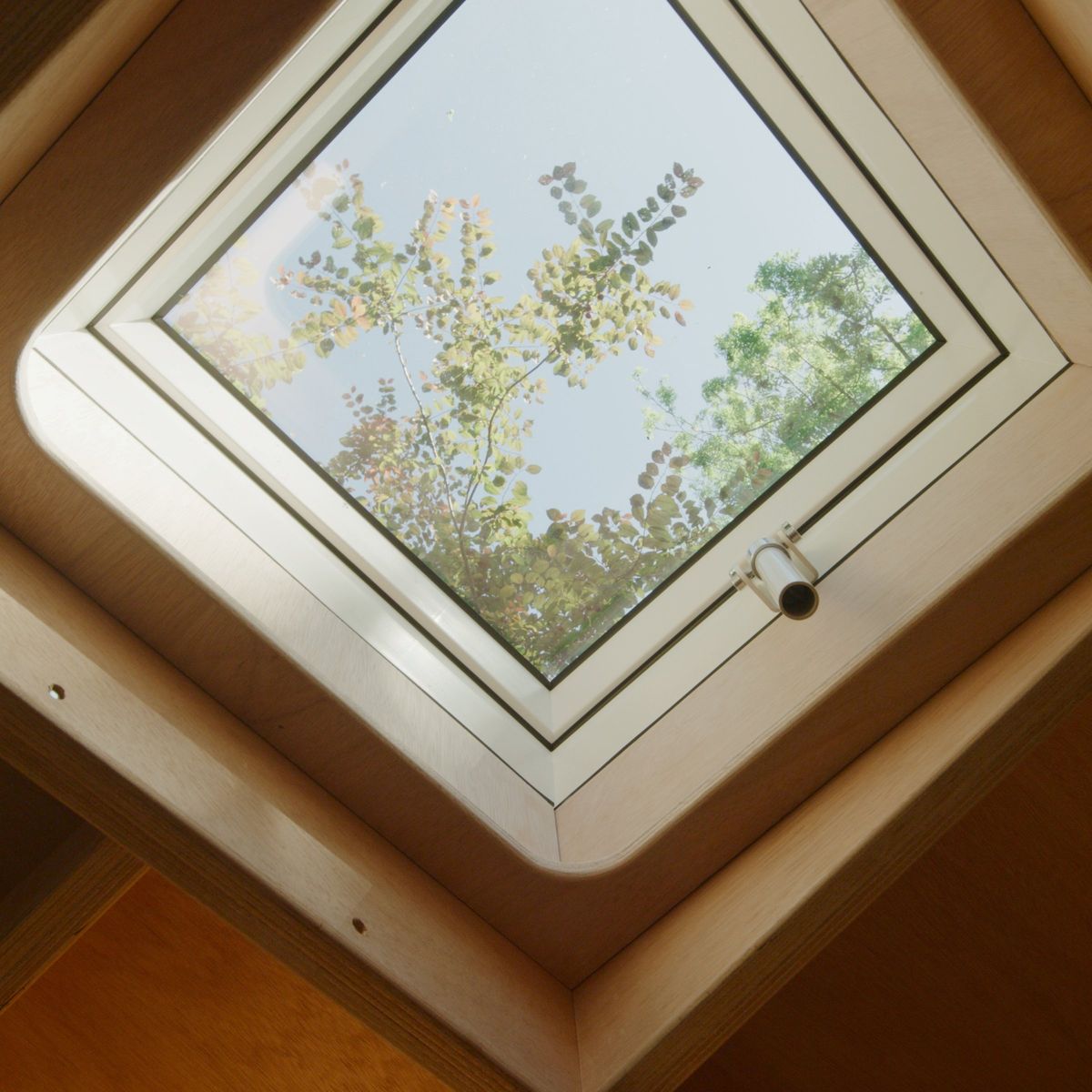 The skylight from below, tree branches overhead
