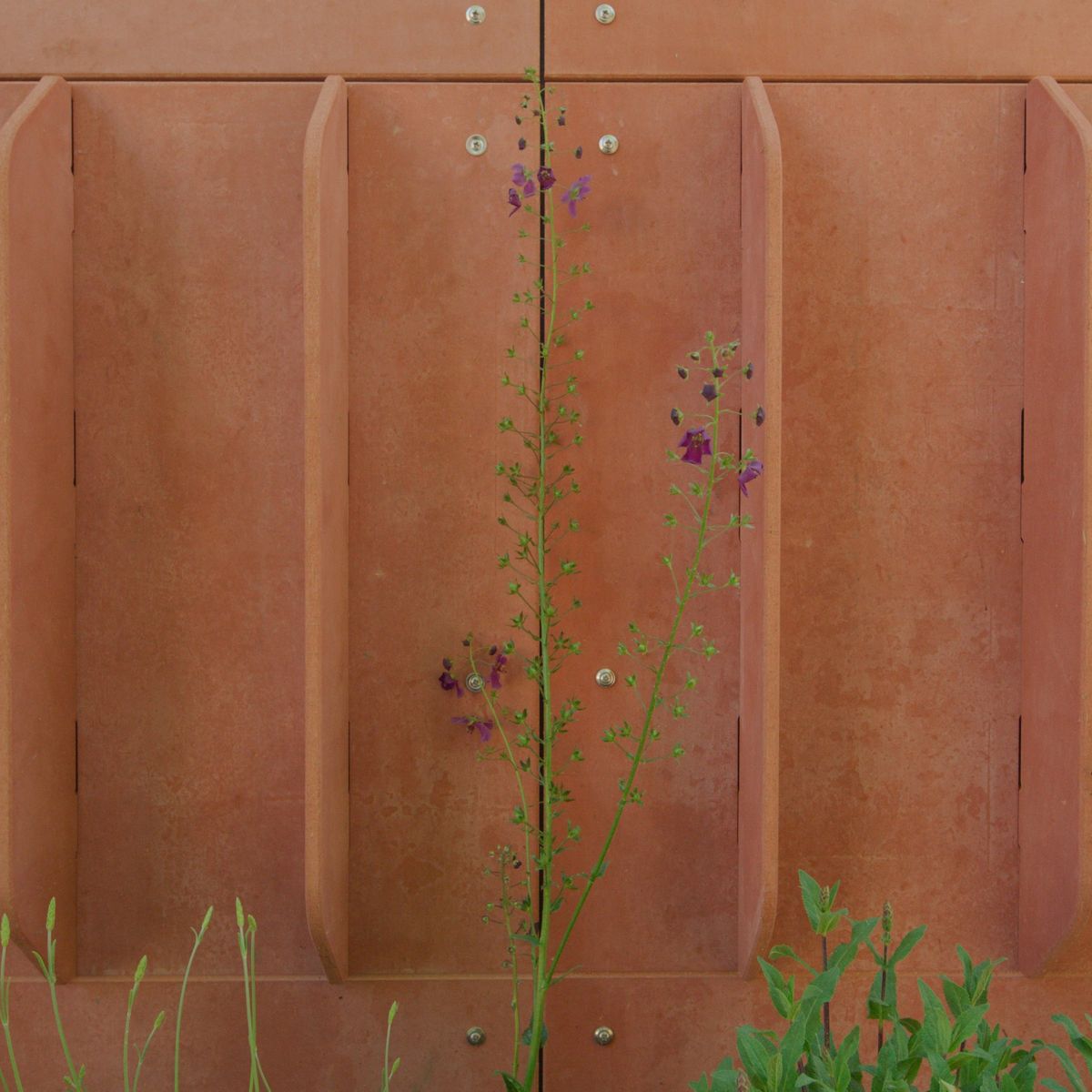 Red cladding fins at the base of the studio, a tall wildflower in front